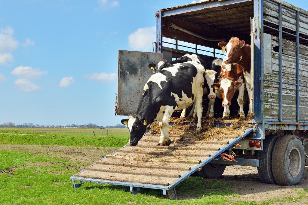 Cows in a transport truck