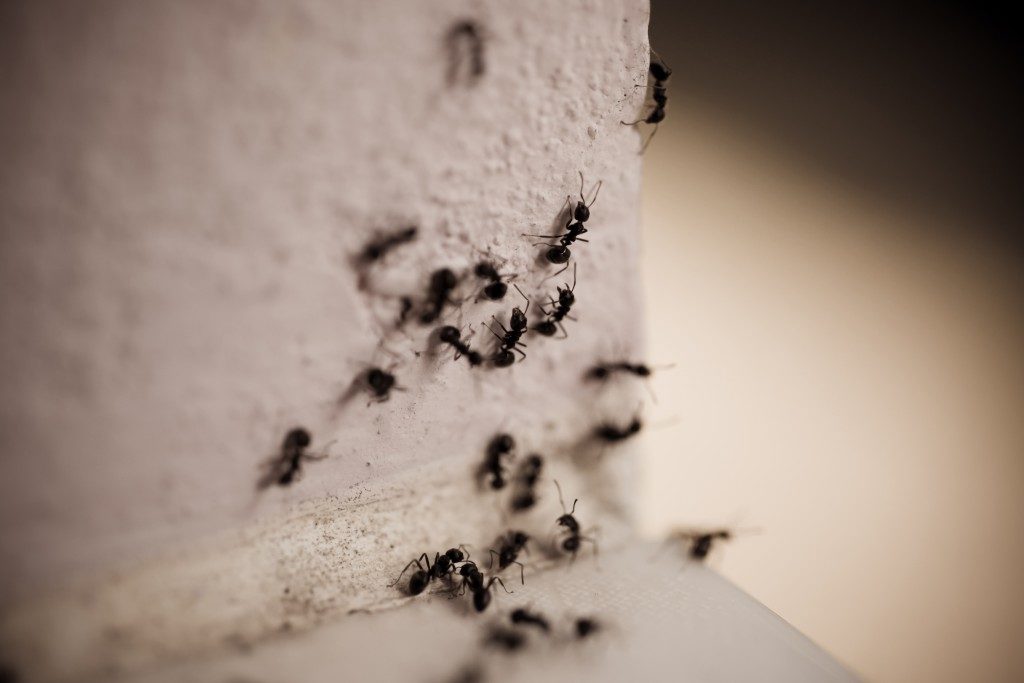 Group of carpenter ants on the wall