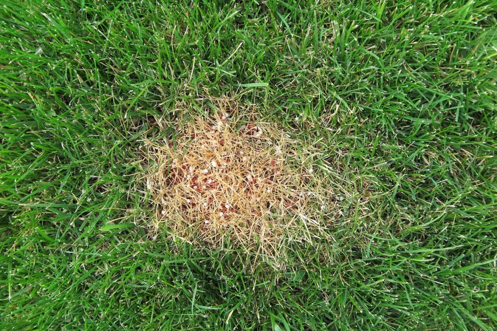 brown patch on a lawn