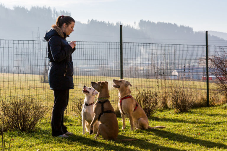 trainer teaching his dogs on an open space