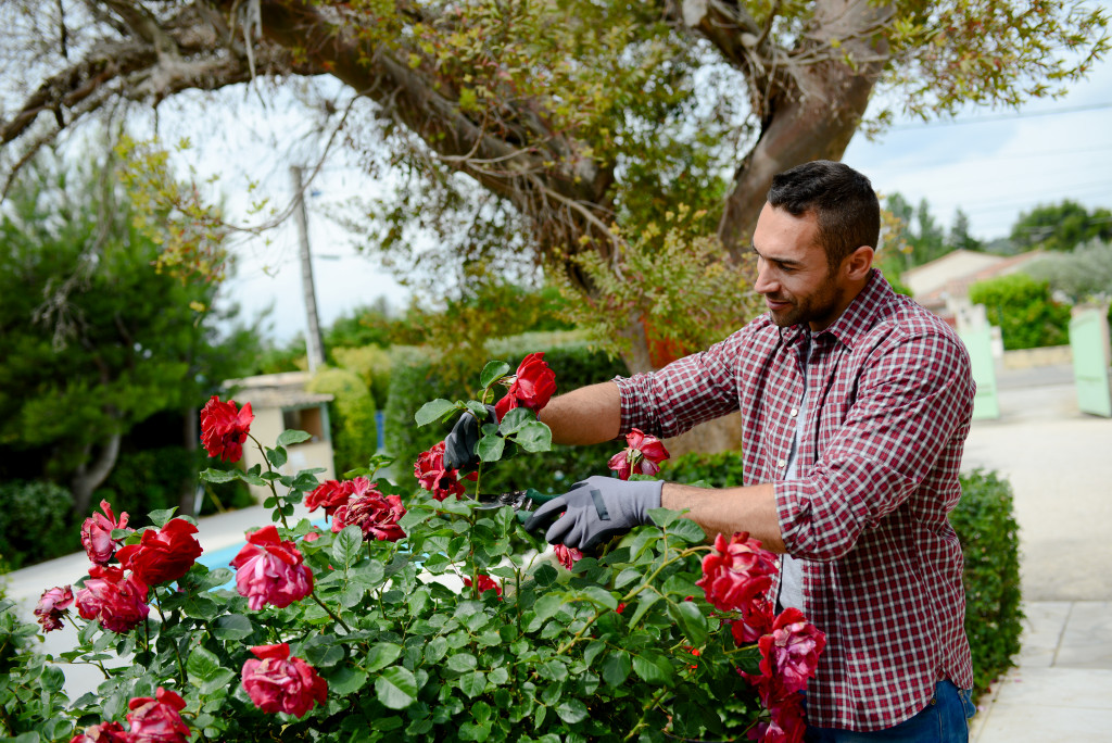 A man pruning a rose bush