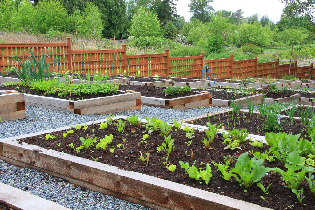 Healthy garden for people