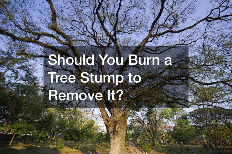 Should You Burn a Tree Stump to Remove It?