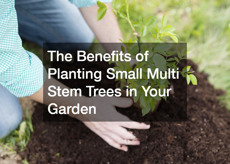 The Benefits of Planting Small Multi Stem Trees in Your Garden