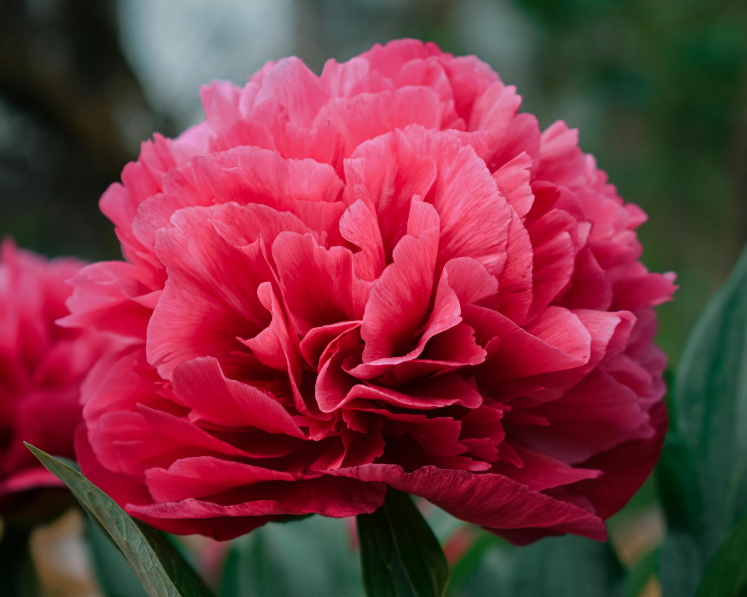 close-up of a peony