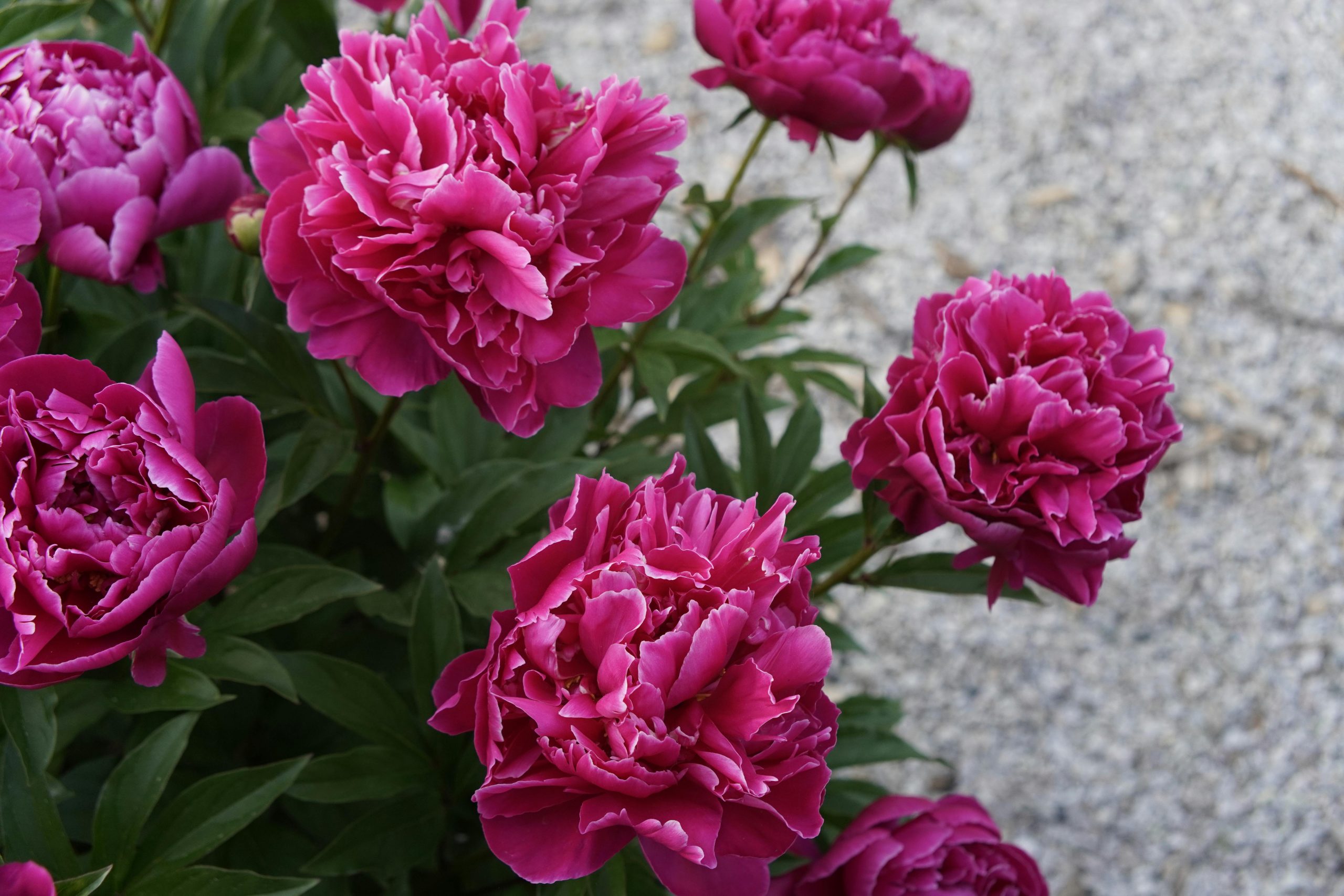 peony blossoms