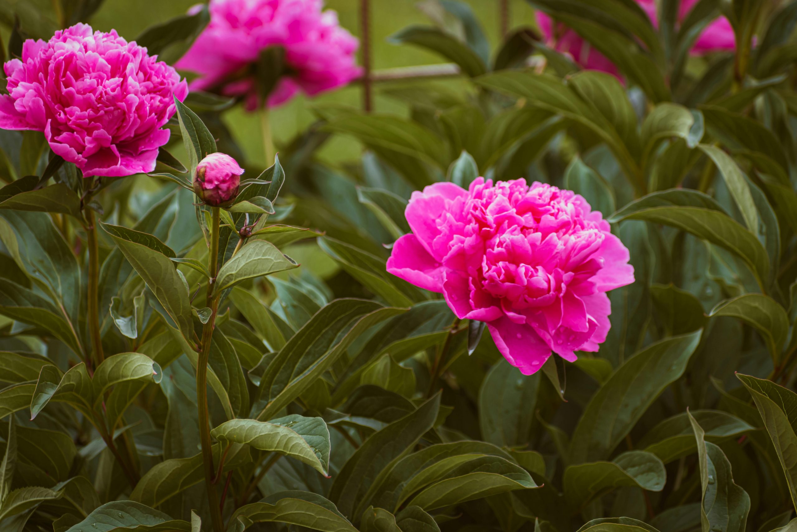 peonies in a garden