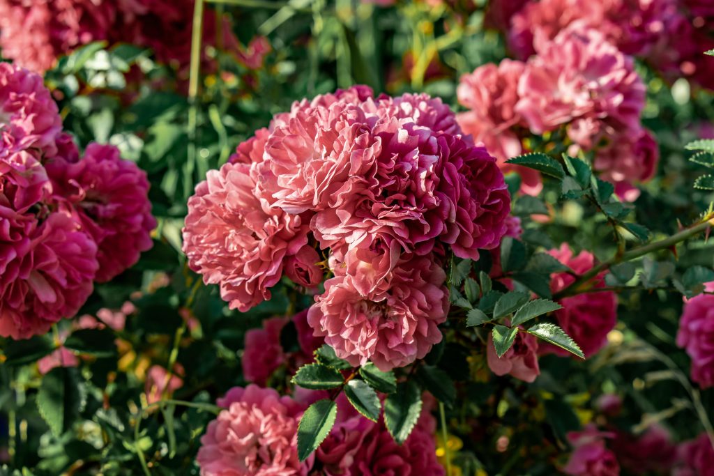peony blossoms under sunlight